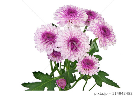 【菊 SPマム パープル】 (深度合成) 114942482