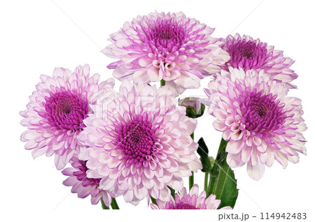 【菊 SPマム パープル】 (深度合成) 114942483