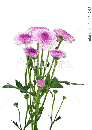 【菊 SPマム パープル】 (深度合成) 114942484