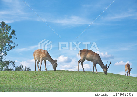 【奈良 若草山の鹿】 奈良県奈良市芝辻町 114942508