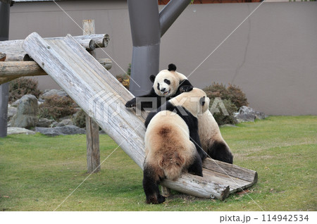 仲よくじゃれ合う愛浜・明浜 仲よくじゃれ合う愛浜・明浜 114942534