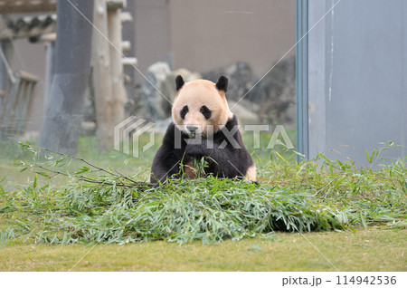おいしそうに竹を食べる明浜 おいしそうに竹を食べる明浜 114942536