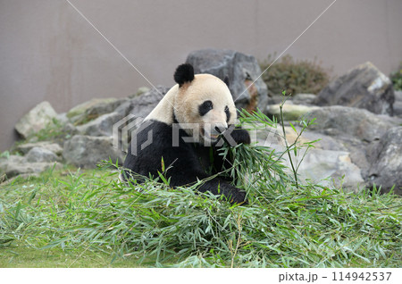 おいしそうに竹を食べる明浜 おいしそうに竹を食べる明浜 114942537