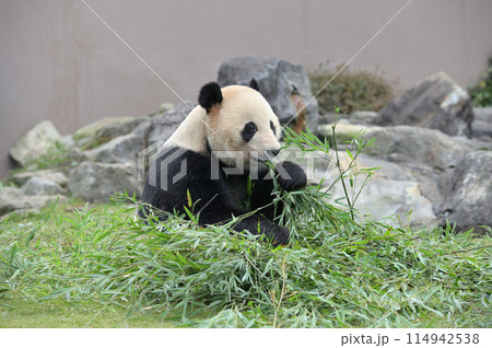 おいしそうに竹を食べる明浜 114942538