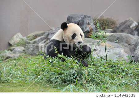 おいしそうに竹を食べる明浜 おいしそうに竹を食べる明浜 114942539