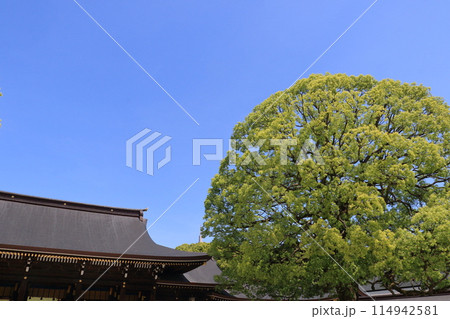 神社の社殿とご神木　 114942581