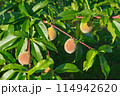 未熟な桃 114942620