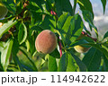 未熟な桃 114942622