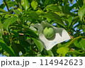 未熟なスモモ 114942623