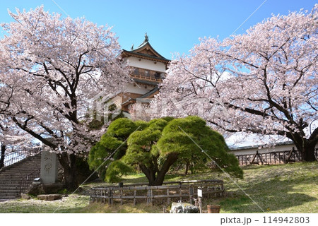 諏訪高島城の桜 114942803