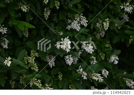 イボタノキの花 114942825