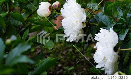 白いシャクヤクは衆芳 白いシャクヤクは衆芳 114943226