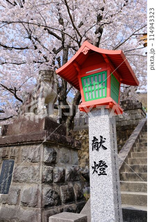春の季節の桜の下、神社の灯籠 114943323
