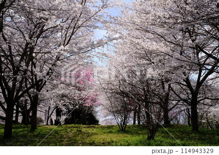 桜のトンネル、春風が抜ける 桜のトンネル、春風が抜ける 114943329