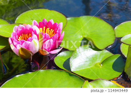 水連の花 水連の花 114943449