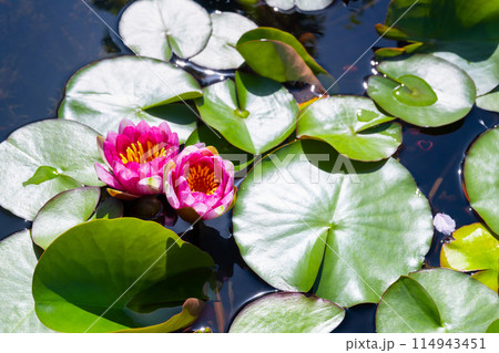 水連の花 水連の花 114943451