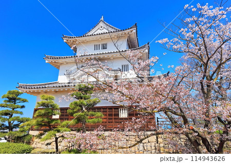 【香川県】桜咲く春の丸亀城(現存天守と石垣の名城) 【香川県】桜咲く春の丸亀城(現存天守と石垣の名城) 114943626