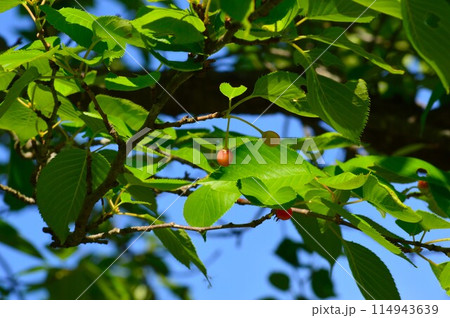 ソメイヨシノの実（桜） 114943639