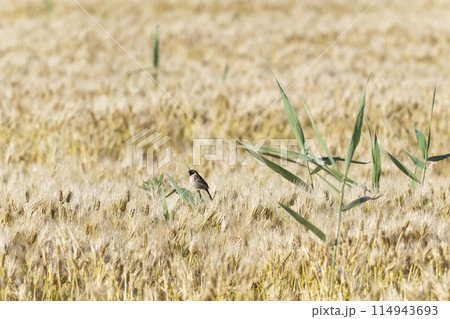 コジュリン 114943693