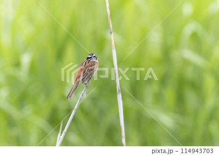ホオジロ 114943703