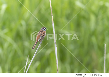 ホオジロ 114943709