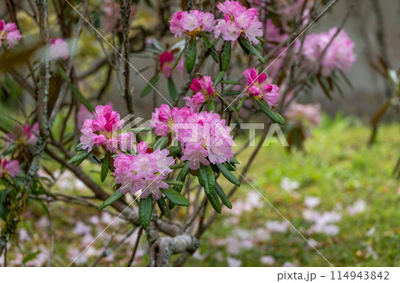 ひっそりと咲く満開の濃いピンクのシャクナゲの花 ひっそりと咲く満開の濃いピンクのシャクナゲの花 114943842