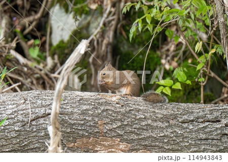 倒木の上で落ちた実を探して食べる二ホンリス 114943843