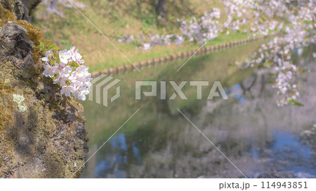 桜満開 弘前城外濠のかわいい胴吹きと花筏 青森県 桜満開 弘前城外濠のかわいい胴吹きと花筏 青森県 114943851