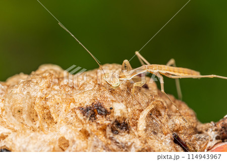孵化直後、卵嚢に付いた朝露を飲むオオカマキリの幼虫 孵化直後、卵嚢に付いた朝露を飲むオオカマキリの幼虫 114943967