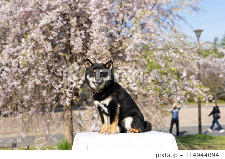 A4 トートバッグ 柴犬 しばたさん 桜が好きです！春物 お花見