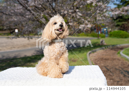 お座りしているマルプー お座りしているマルプー 114944105