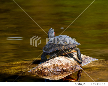日光浴するアカミミガメ 114944153
