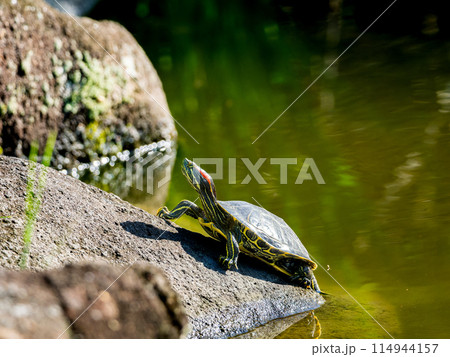 日光浴するアカミミガメ 114944157