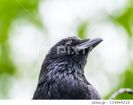 カラスのアップ 114944219