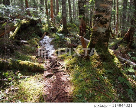早春の日差しが差し込む、乗鞍高原のオオシラビソ林と苔むす林床 114944321