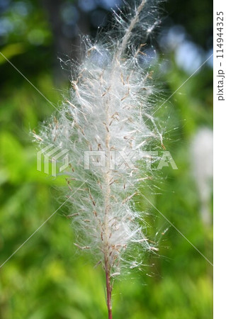 チガヤ チガヤ 114944325