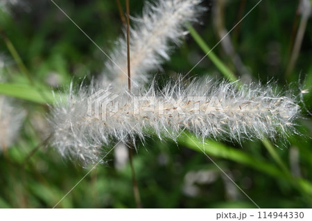 チガヤ チガヤ 114944330