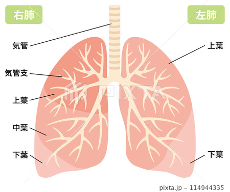 2024-人体・肺のイラスト 114944335
