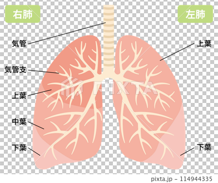 2024-人体・肺のイラスト 114944335