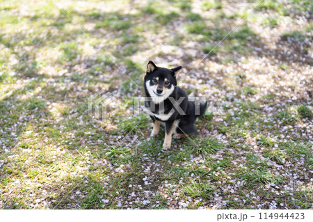 桜の花びらと柴犬 桜の花びらと柴犬 114944423
