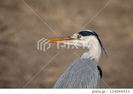 アオサギ アオサギ 114944433