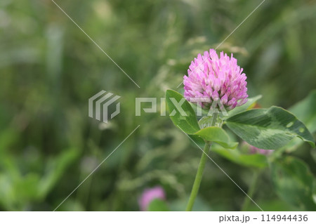 ムラサキツメクサの花 114944436