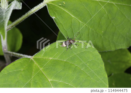 アトジロサビカミキリ 114944475