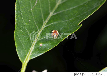 アミダテントウ アミダテントウ 114944479