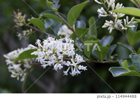 イボタノキ イボタノキ 114944488