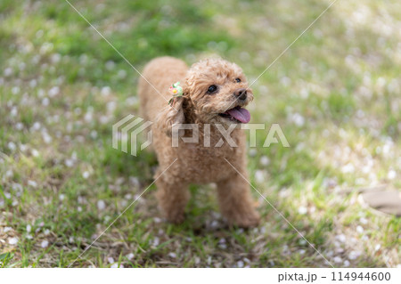 芝生で遊ぶトイプードル 114944600