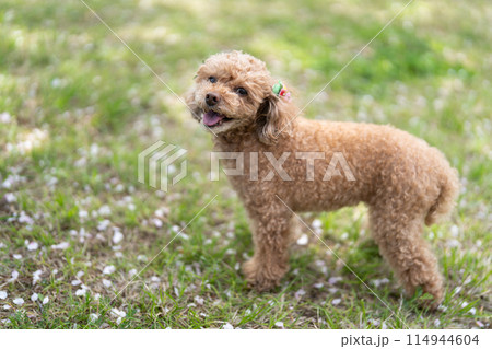 芝生で遊ぶトイプードル 114944604