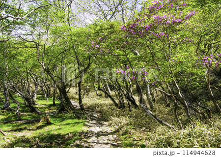 小沼遊歩道に咲くミツバツツジ2 114944628