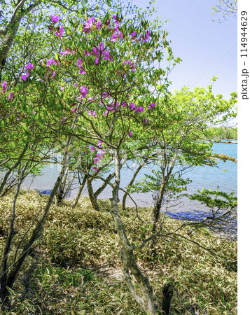 小沼湖畔のミツバツツジ(縦) 小沼湖畔のミツバツツジ(縦) 114944629