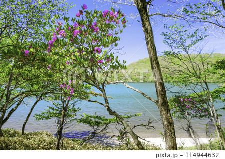 赤城小沼とミツバツツジ2 114944632